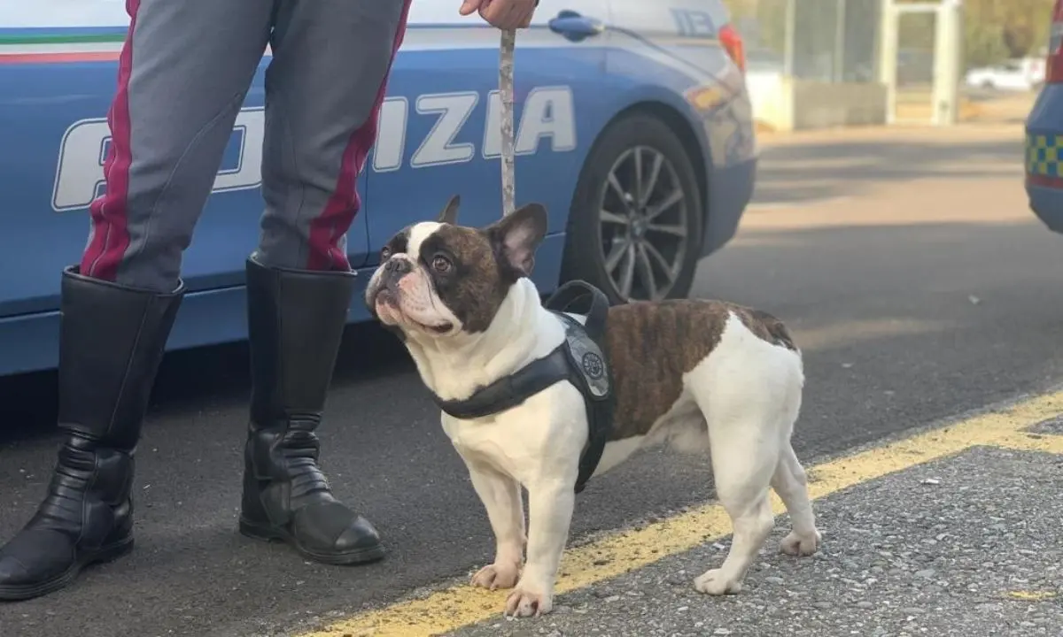 Cosenza, ritrovato un bull dog francese: era scomparso dopo un incidente sull'A2