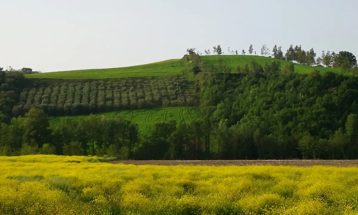 Agricoltura, calo dell'occupazione. Coldiretti: «La situazione va affrontata nella manovra di bilancio»