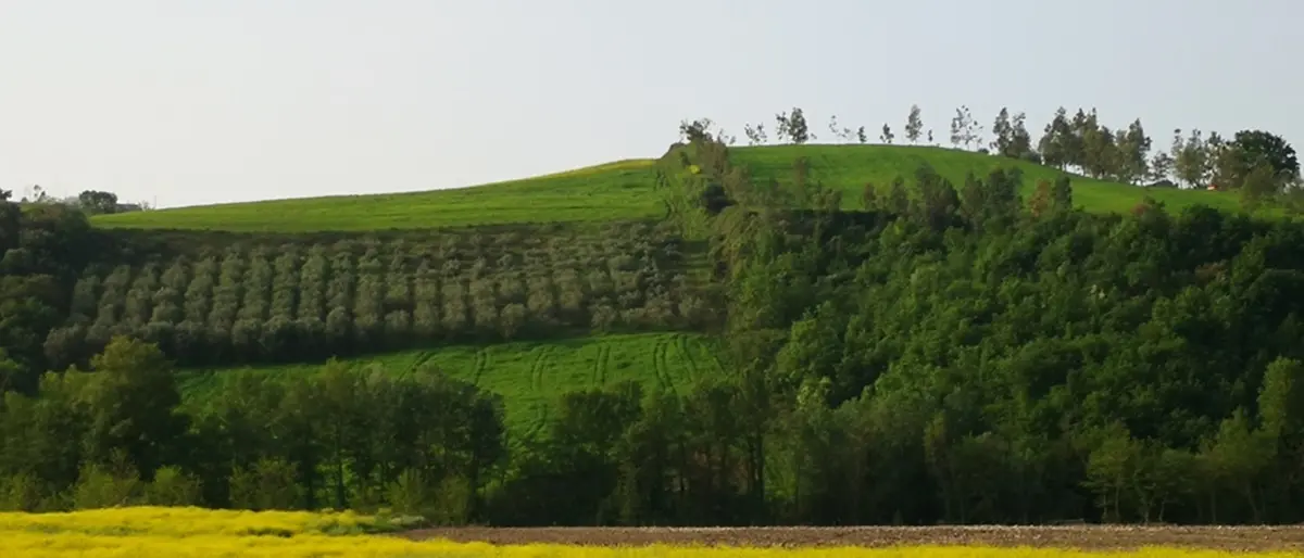Agricoltura, calo dell'occupazione. Coldiretti: «La situazione va affrontata nella manovra di bilancio»