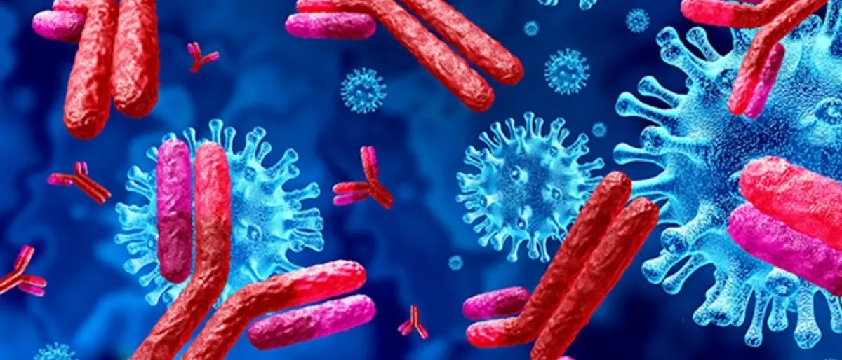 Covid, lo studio: elevata risposta immunitaria a distanza di 6 mesi dall'infezione