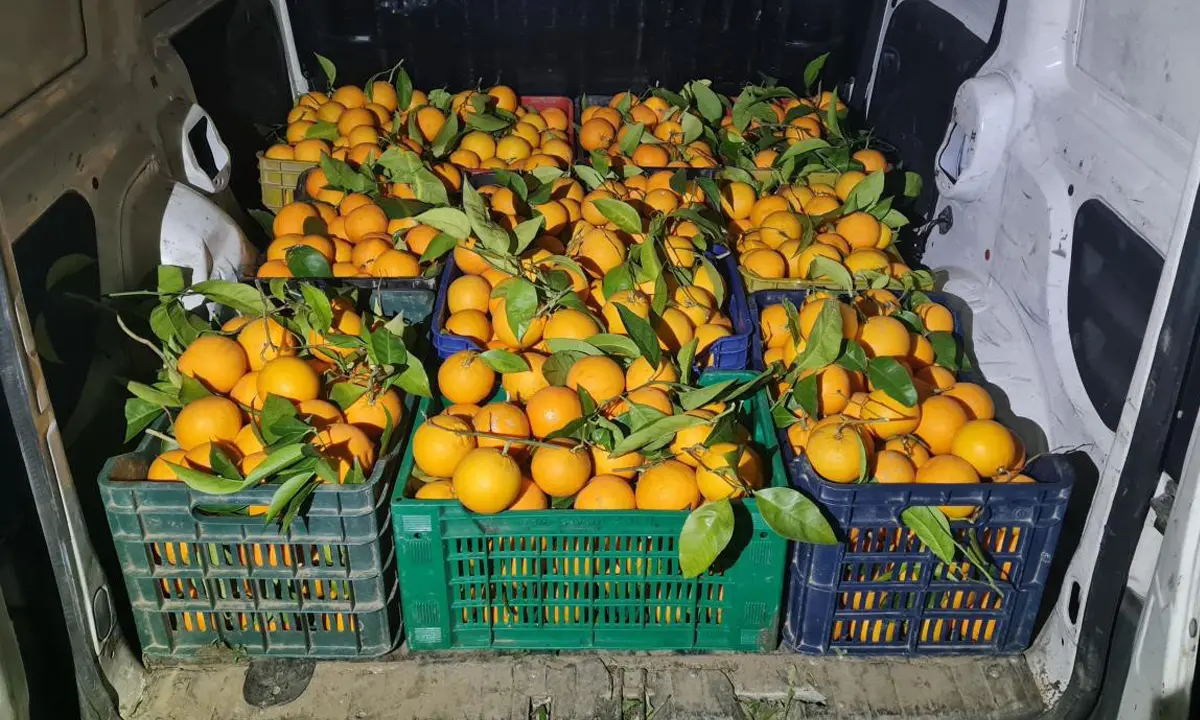 Regione Calabria, pronti 12 milioni per nuovi impianti frutticoli