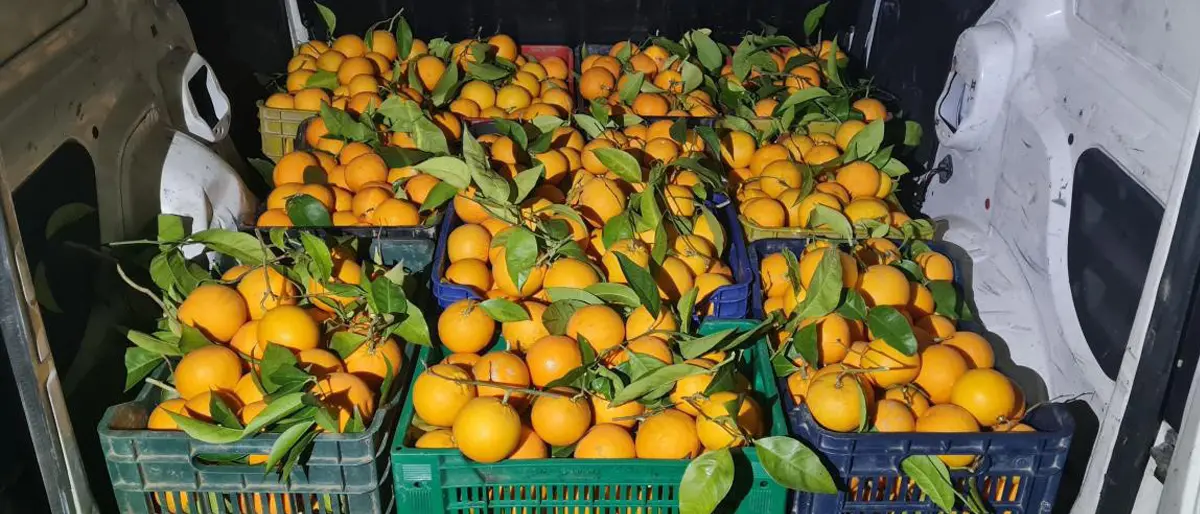 Regione Calabria, pronti 12 milioni per nuovi impianti frutticoli