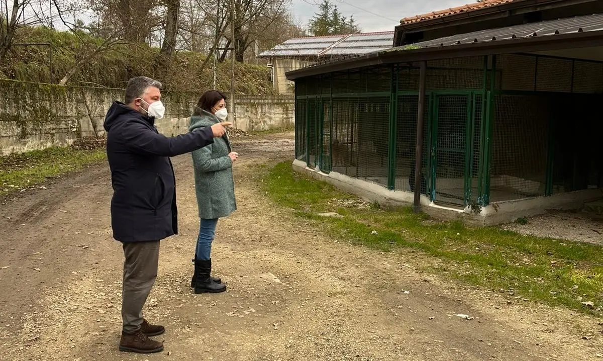 Canile di Donnici, l'assessore Buffone: «Struttura da riorganizzare»