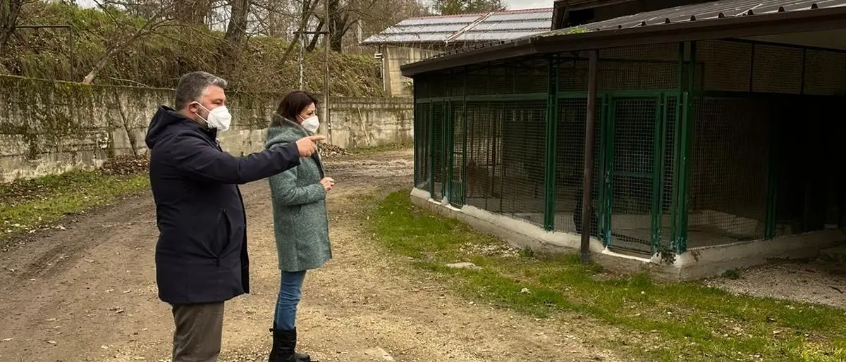 Canile di Donnici, l'assessore Buffone: «Struttura da riorganizzare»