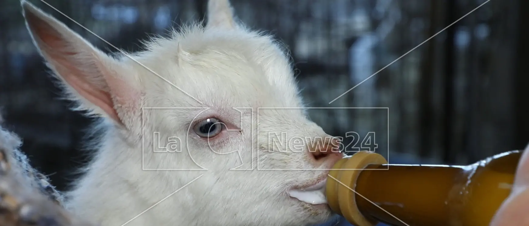 Dal Piemonte alla Calabria: la storia del pastore marocchino e le capre svizzere