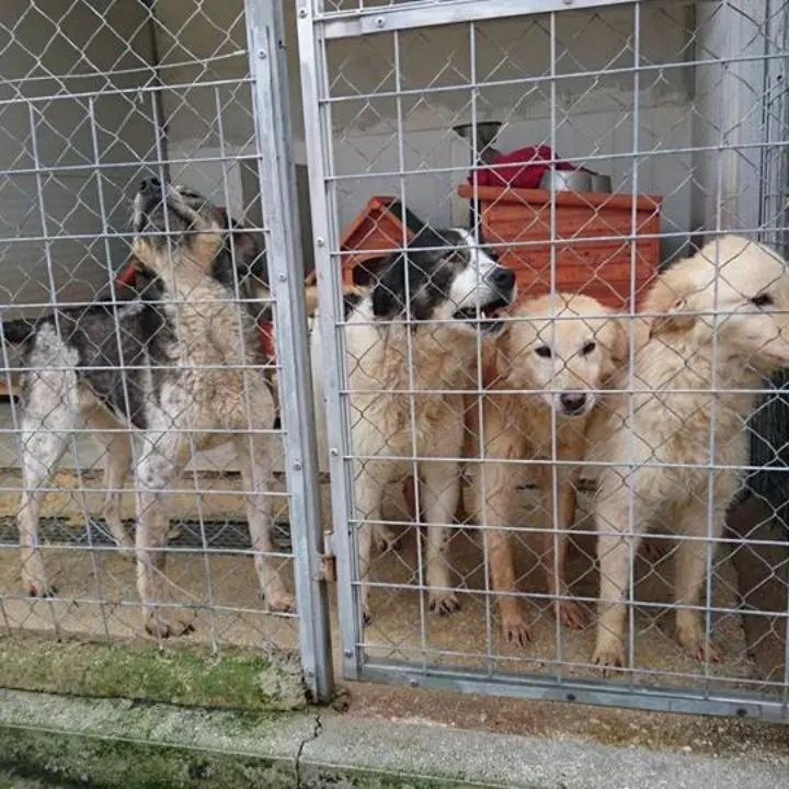 I lavori al canile di Donnici e l'assenza di rapporti tra dirigenti e imprenditori