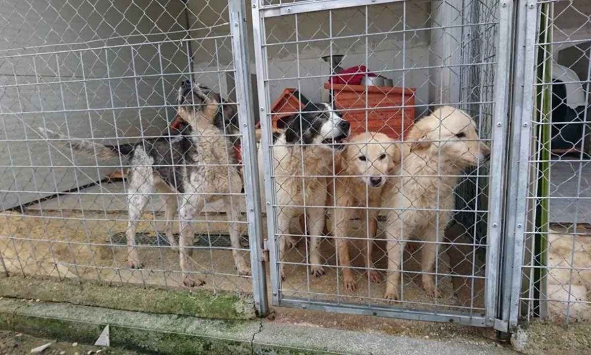 Rose, l'amministrazione comunale sponsorizza le adozioni canine