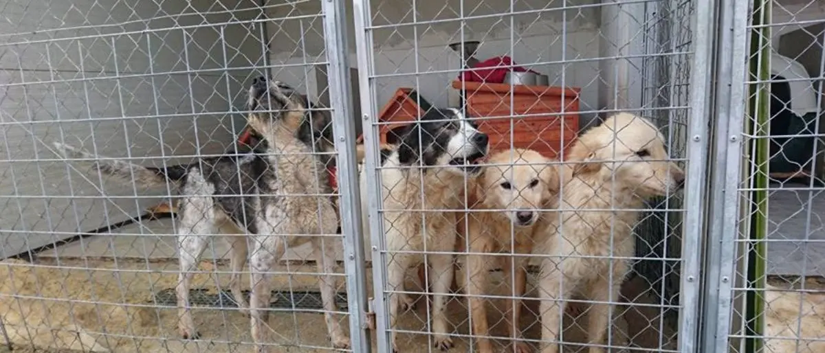 Concussione e abbandono di animali, assolta l'ex direttrice sanitaria del canile di Rossano