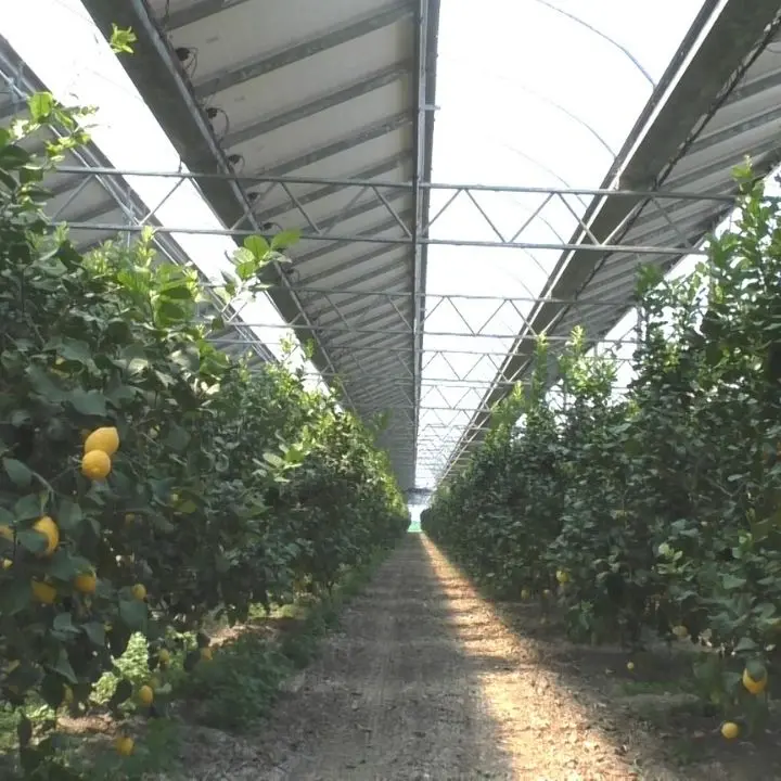 La transizione ecologica passa da Scalea, la coltivazione si fa rivoluzionaria con l'agro-fotovoltaico