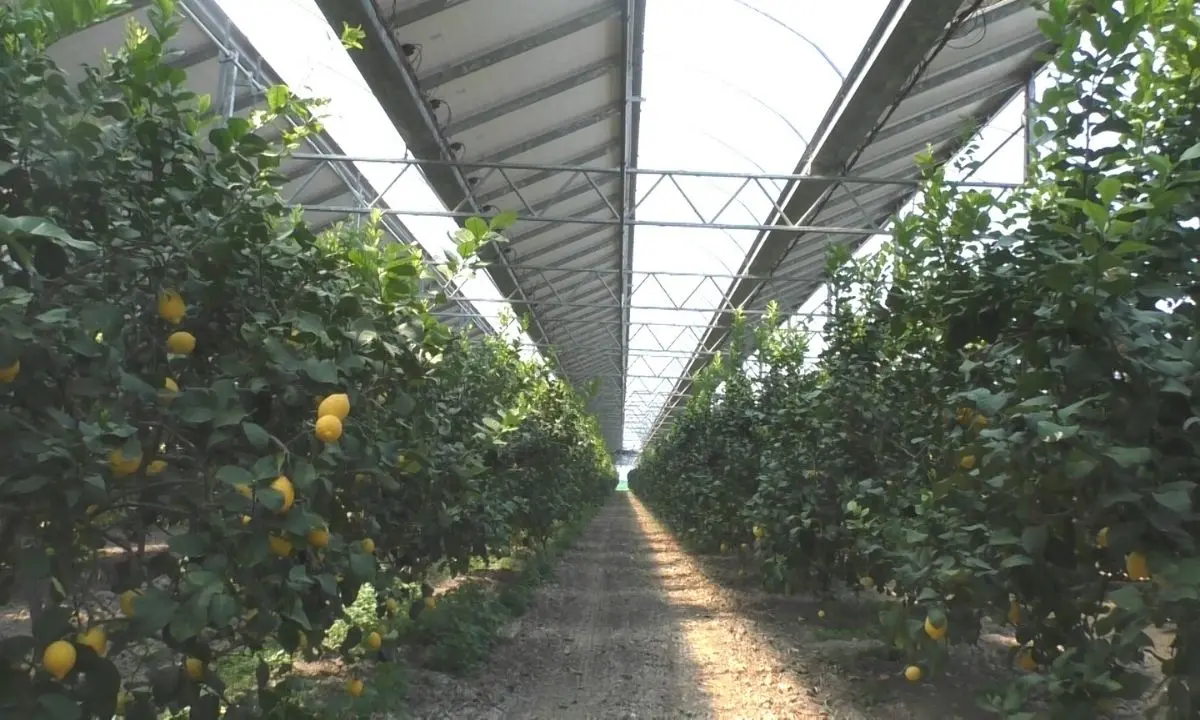 La transizione ecologica passa da Scalea, la coltivazione si fa rivoluzionaria con l'agro-fotovoltaico