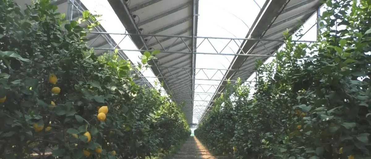 La transizione ecologica passa da Scalea, la coltivazione si fa rivoluzionaria con l'agro-fotovoltaico