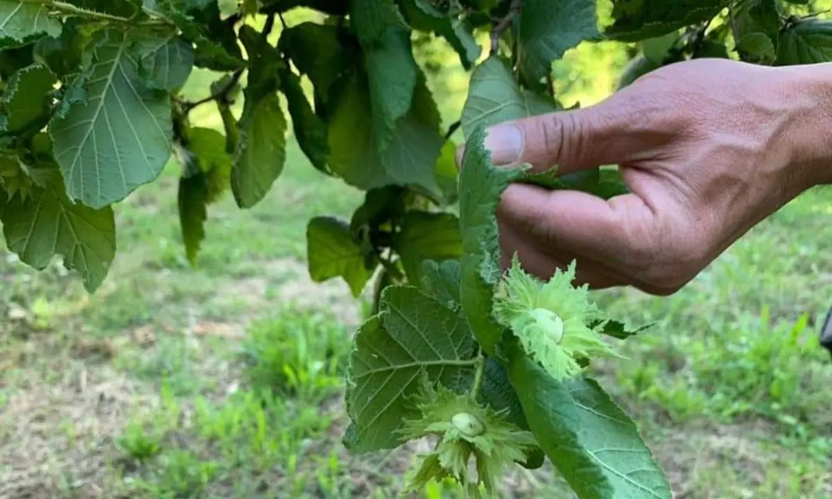 Nocciole di Calabria per la Nutella, no dei produttori alla Ferrero: «Vogliamo lavorarla noi»