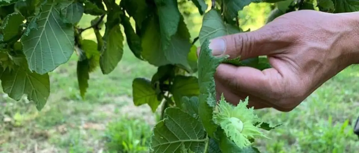 Nocciole di Calabria per la Nutella, no dei produttori alla Ferrero: «Vogliamo lavorarla noi»