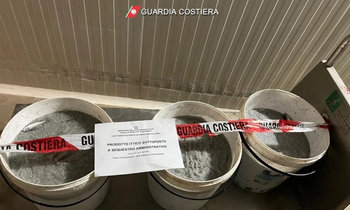 Sibaritide, sequestrati 70 kg di novellame: multa salata per il trasgressore