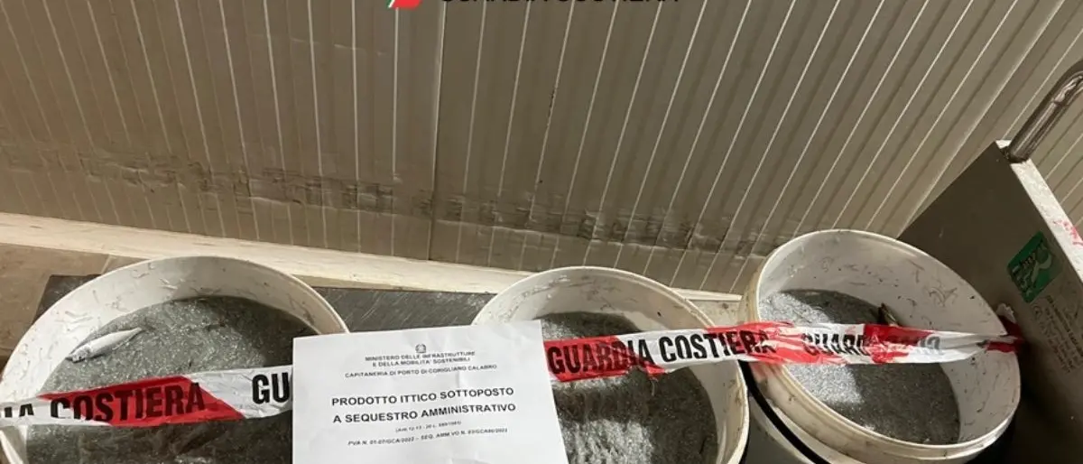 Sibaritide, sequestrati 70 kg di novellame: multa salata per il trasgressore