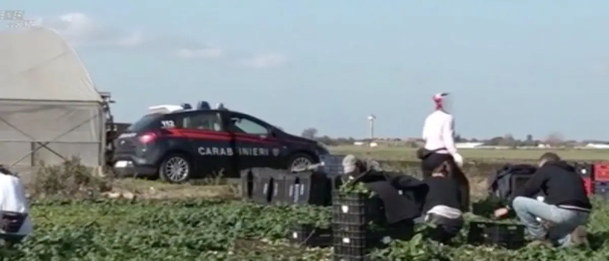 Corigliano Rossano, i retroscena dell'inchiesta sul caporalato. «Dovevamo chiedere il permesso per mangiare un panino»