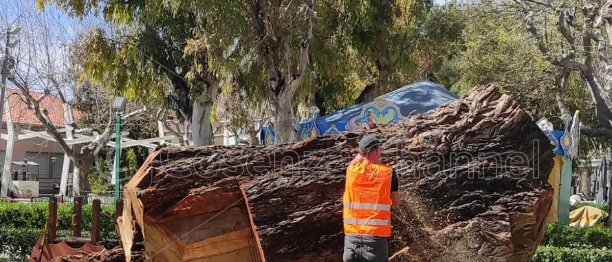 Praia a Mare, abbattuto un grande pioppo di 170 anni