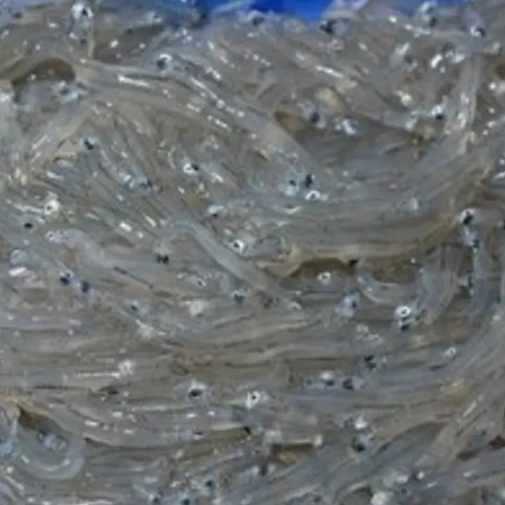 Pesca illecita di bianchetto: sequestri e sanzioni nella Sibaritide