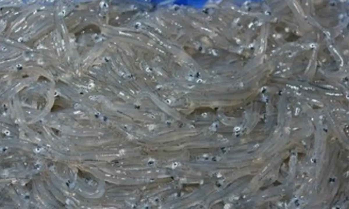 Pesca illecita di bianchetto: sequestri e sanzioni nella Sibaritide