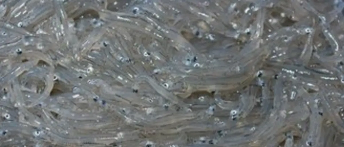 Pesca illecita di bianchetto: sequestri e sanzioni nella Sibaritide