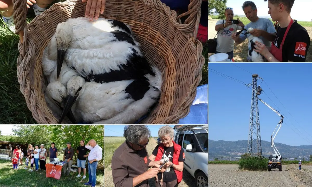 Cicogna bianca, concluso l'inanellamento tra la Valle del Crati e la Piana di Sibari
