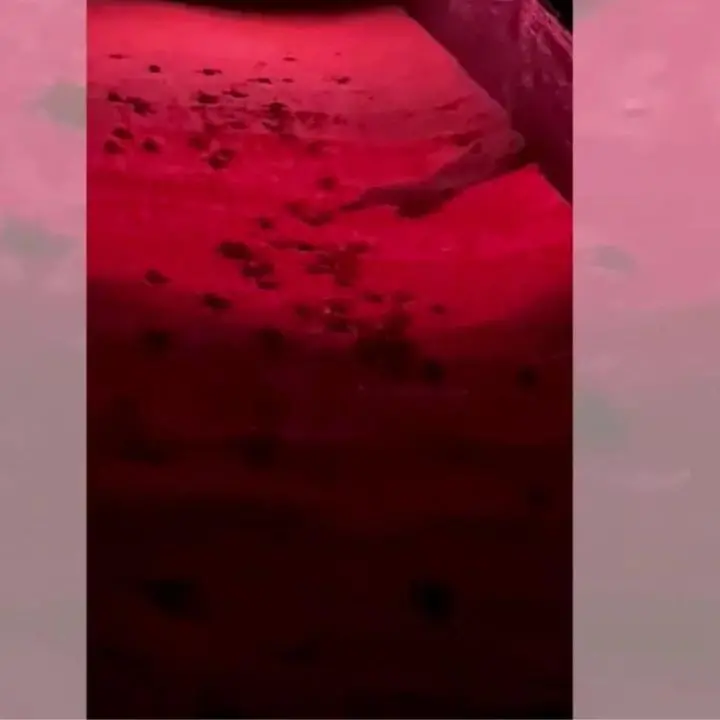 La nascita delle tartarughe a Corigliano Rossano: ecco il video