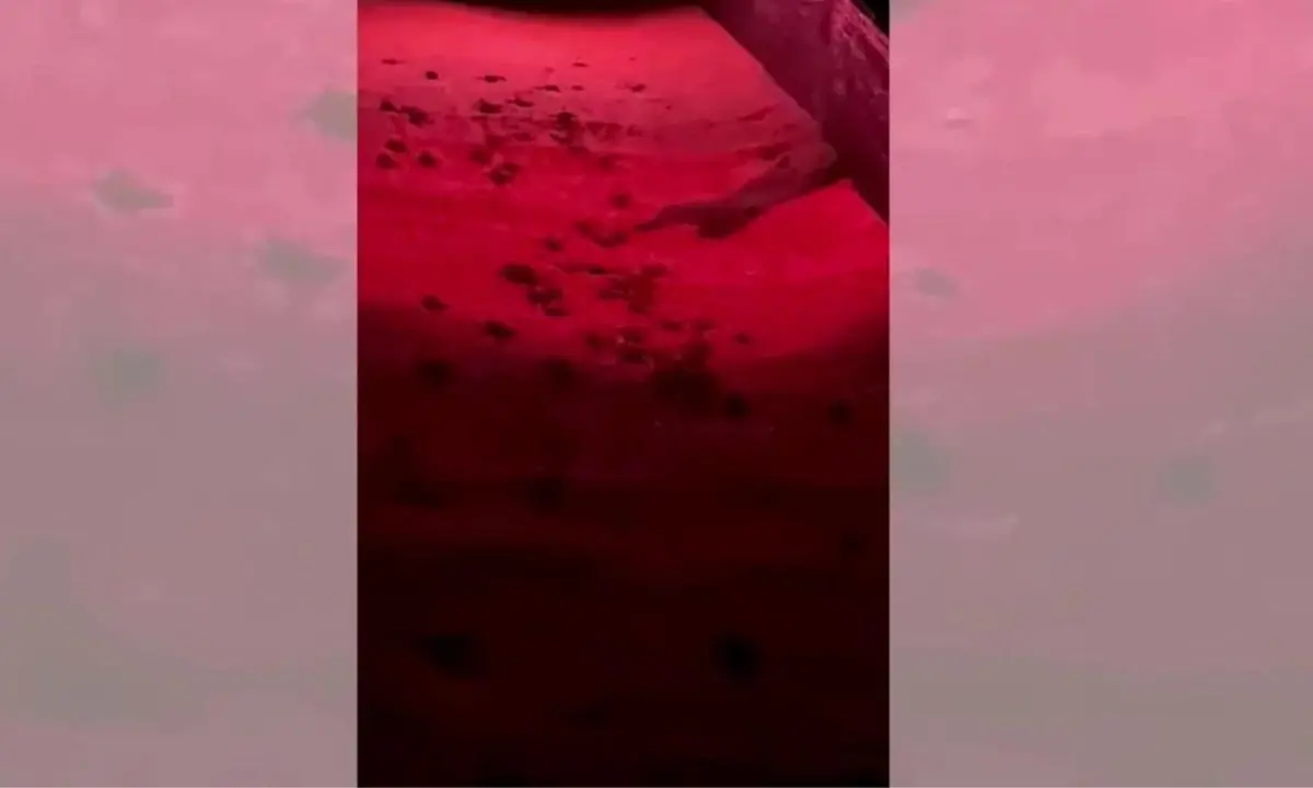 La nascita delle tartarughe a Corigliano Rossano: ecco il video