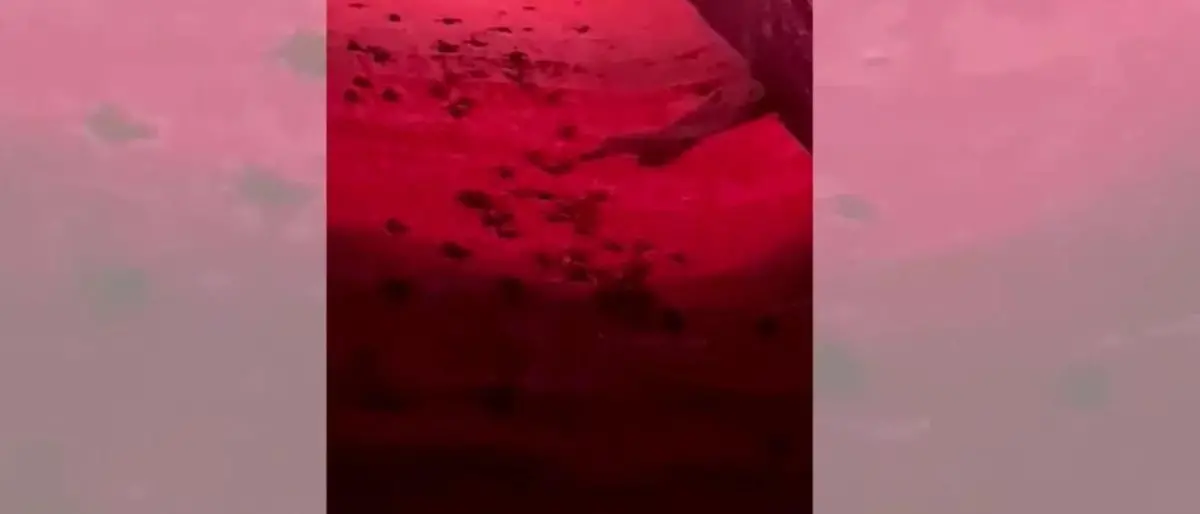 La nascita delle tartarughe a Corigliano Rossano: ecco il video