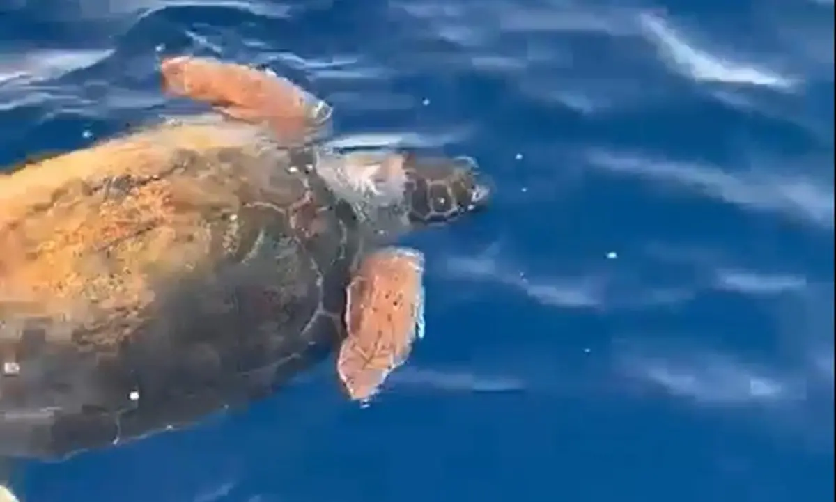 Una splendida tartaruga gigante nuota nelle acque di Corigliano-Rossano - VIDEO