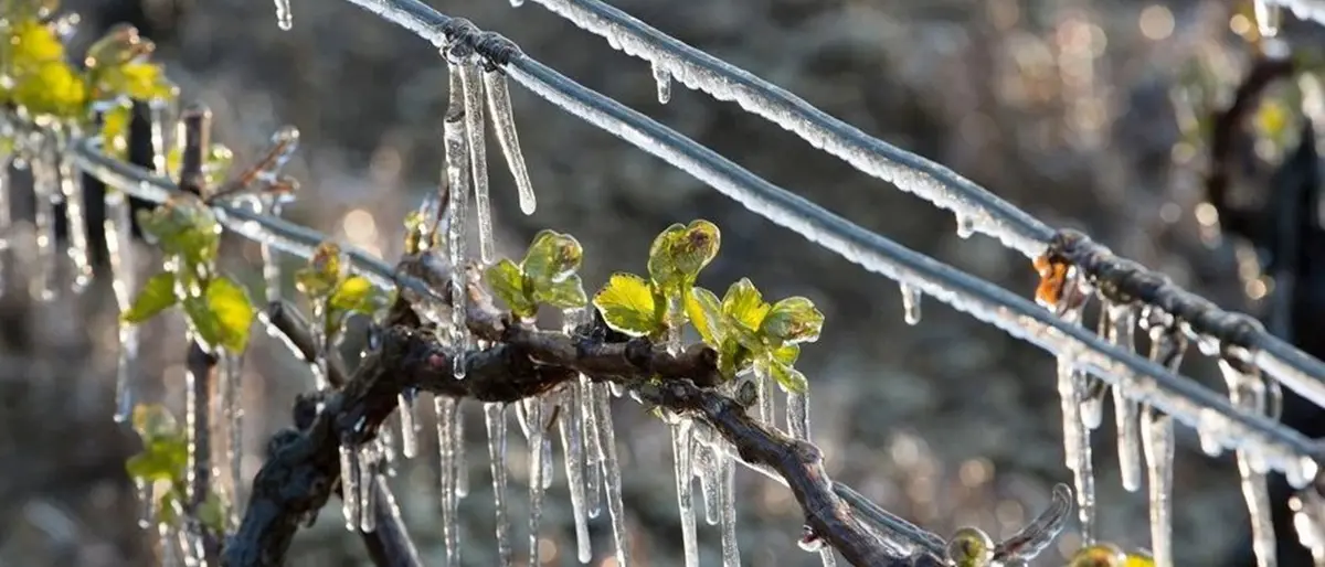 Maltempo, l'allarme di Coldiretti: «Con freddo e gelo a rischio raccolti e spesa»
