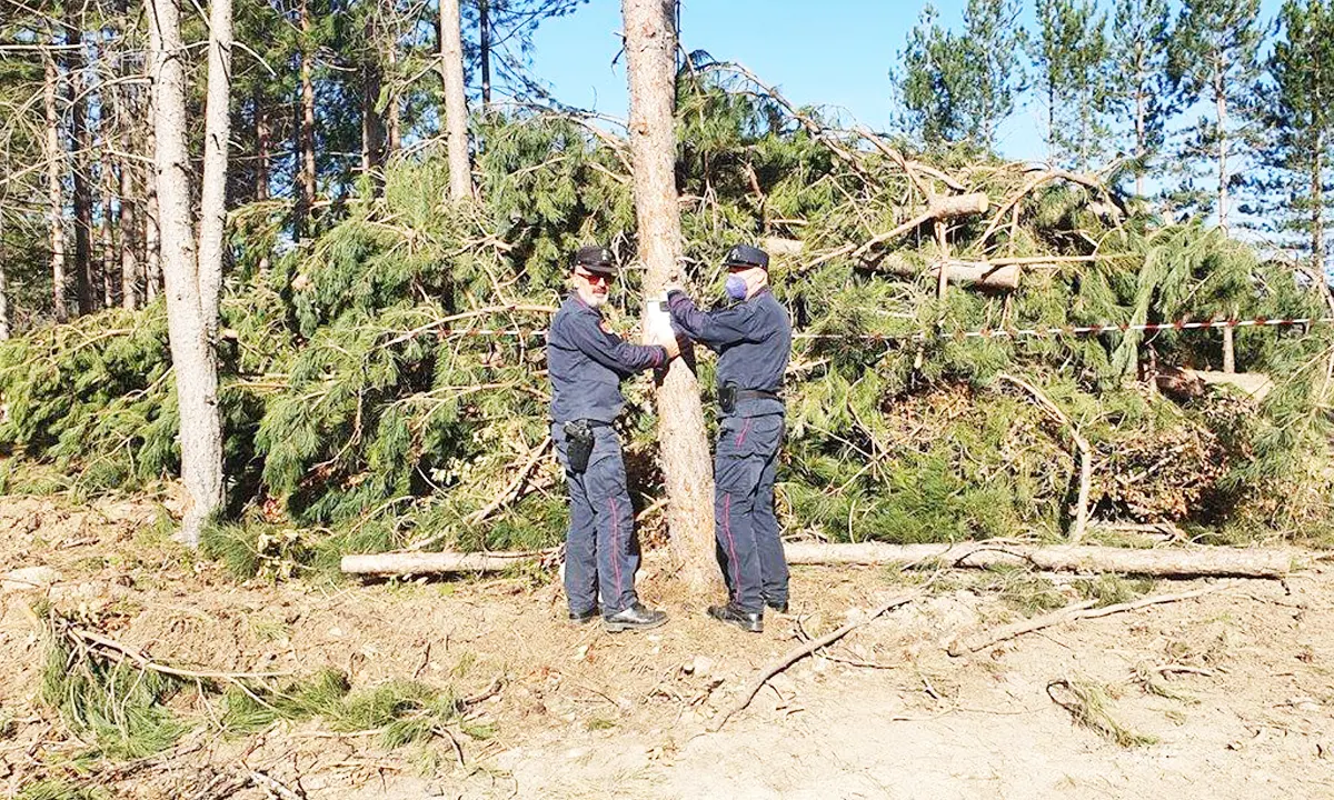 Camigliatello, tagliano 515 alberi abusivamente. Scattano tre denunce