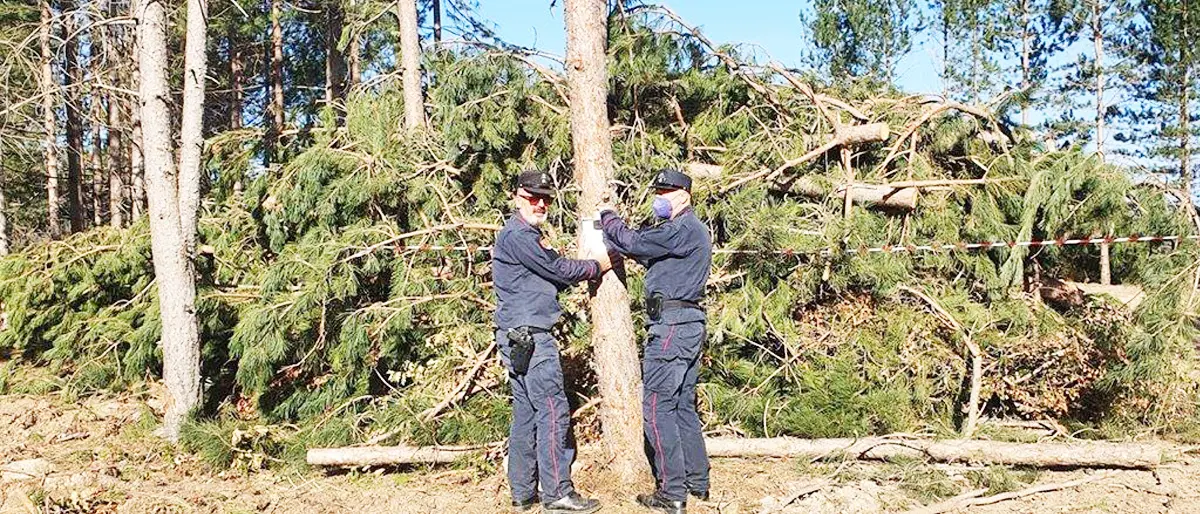 Camigliatello, tagliano 515 alberi abusivamente. Scattano tre denunce