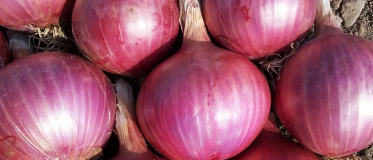 Burger King risponde a McDonald’s a colpi di specialità calabresi: nasce il panino alla cipolla rossa di Tropea