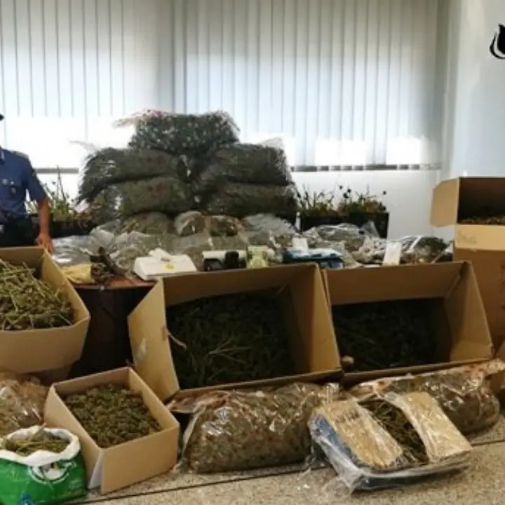 Deteneva quasi due quintali di marijuana a Lattarico, condannato Natale Ruà
