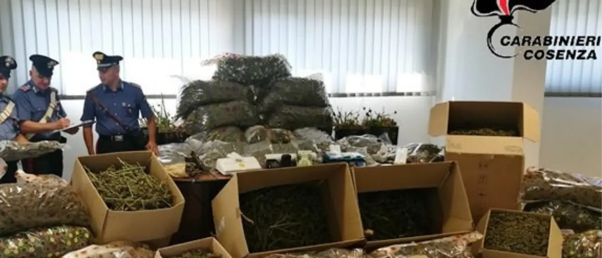 Deteneva quasi due quintali di marijuana a Lattarico, condannato Natale Ruà