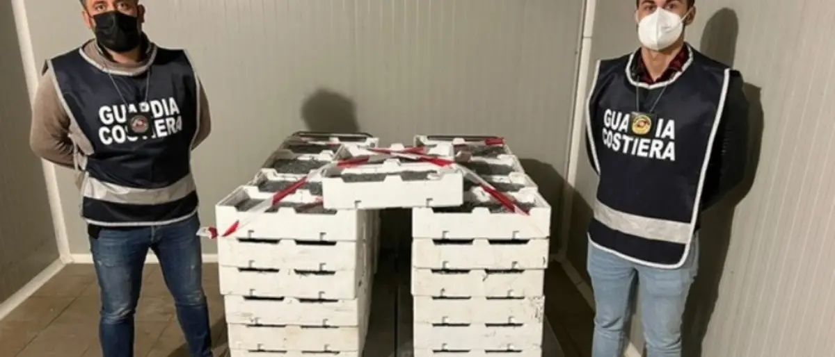 A Corigliano Rossano sequestrati 4,5 quintali di novellame: 29mila euro di multe