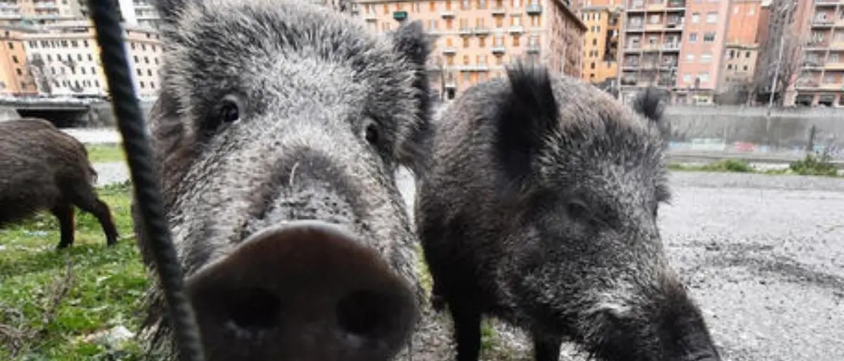 A Roma esplode l'emergenza peste suina: zona rossa fino al 31 agosto