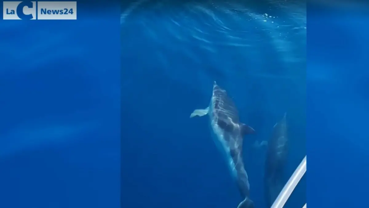 Il ballo dei delfini nel mare di Trebisacce: che spettacolo! (VIDEO)