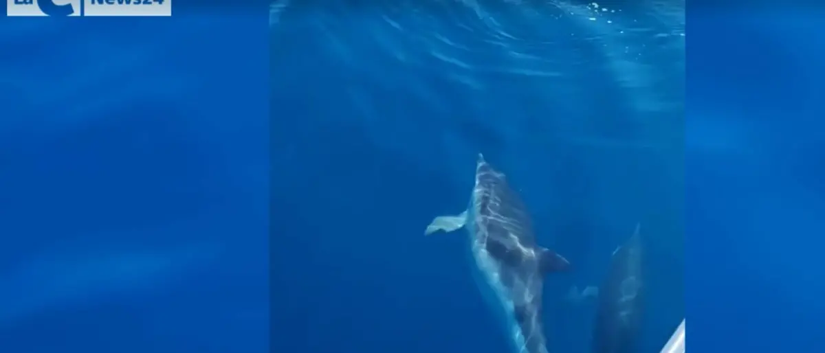 Il ballo dei delfini nel mare di Trebisacce: che spettacolo! (VIDEO)