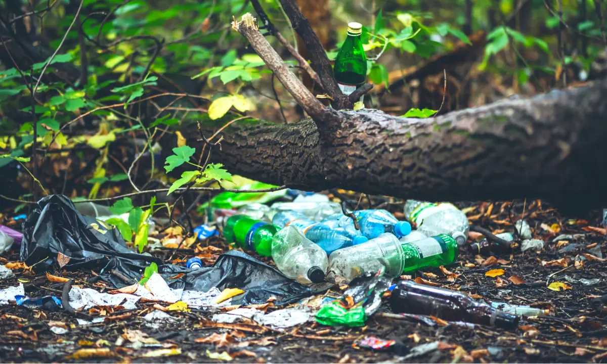 I paladini del territorio: ecco come l'uomo può difendere la natura. Tutte le iniziative in provincia di Cosenza