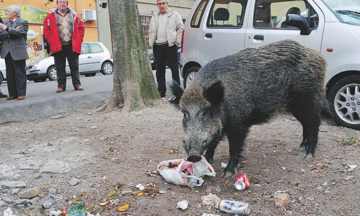 Valle del Crati, “habitat” per i cinghiali: «Vera emergenza, contadini in ginocchio»