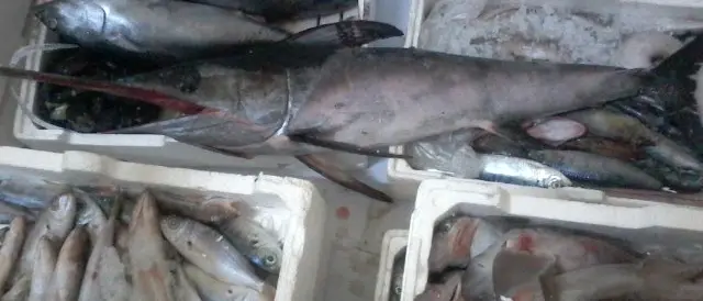 Vendeva pesce privo della documentazione sanitaria, blitz della Guardia di Finanza