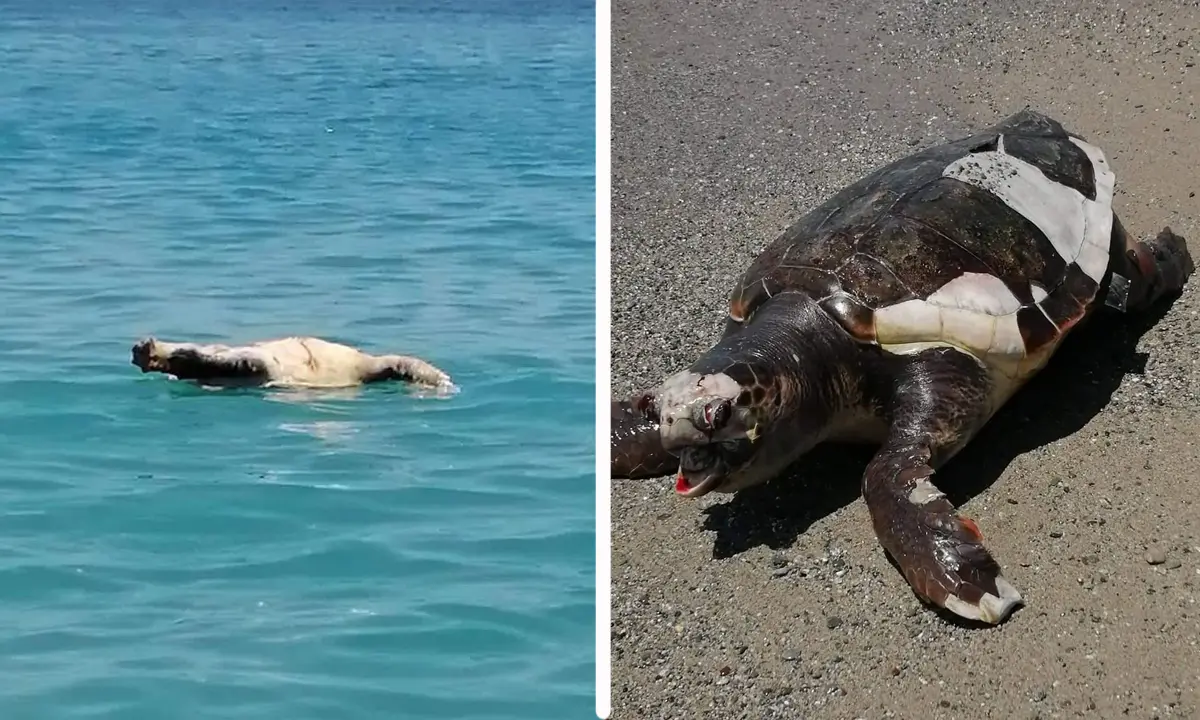 Torremezzo di Falconara Albanese, carcassa di una tartaruga rinvenuta a riva