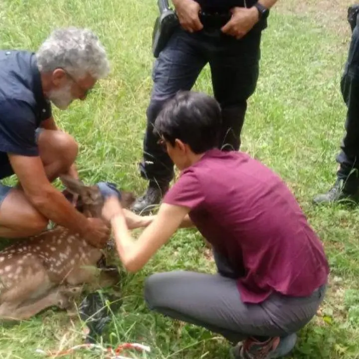 Parco Nazionale del Pollino, un piccolo cervo finisce nel torrente: recuperato