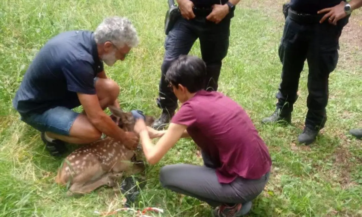 Parco Nazionale del Pollino, un piccolo cervo finisce nel torrente: recuperato