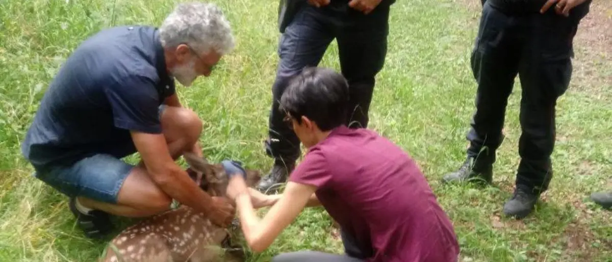 Parco Nazionale del Pollino, un piccolo cervo finisce nel torrente: recuperato