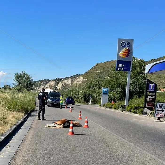 Cosenza, auto investe e uccide un pony in contrada Gergeri