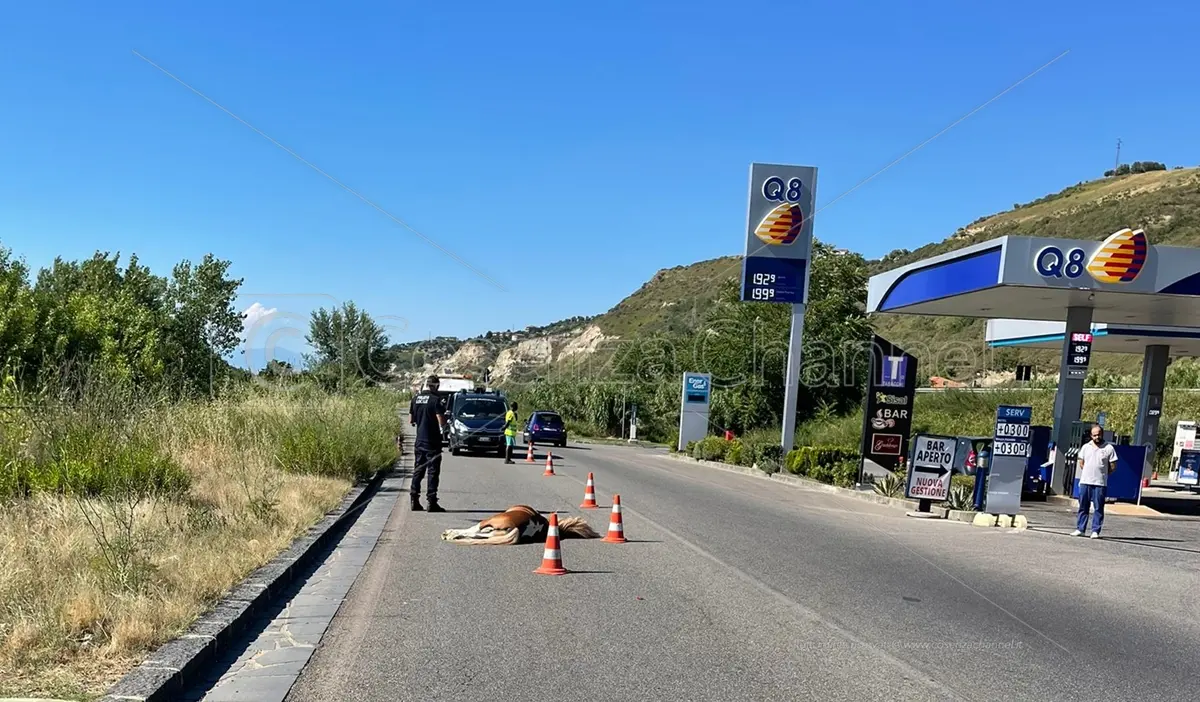 Cosenza, auto investe e uccide un pony in contrada Gergeri