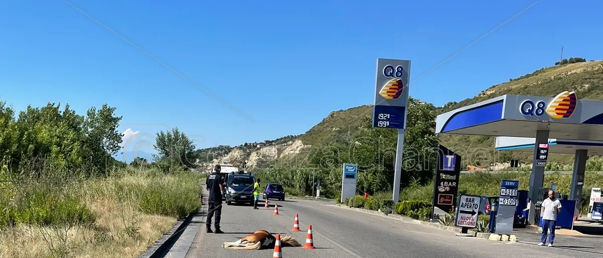 Cosenza, auto investe e uccide un pony in contrada Gergeri