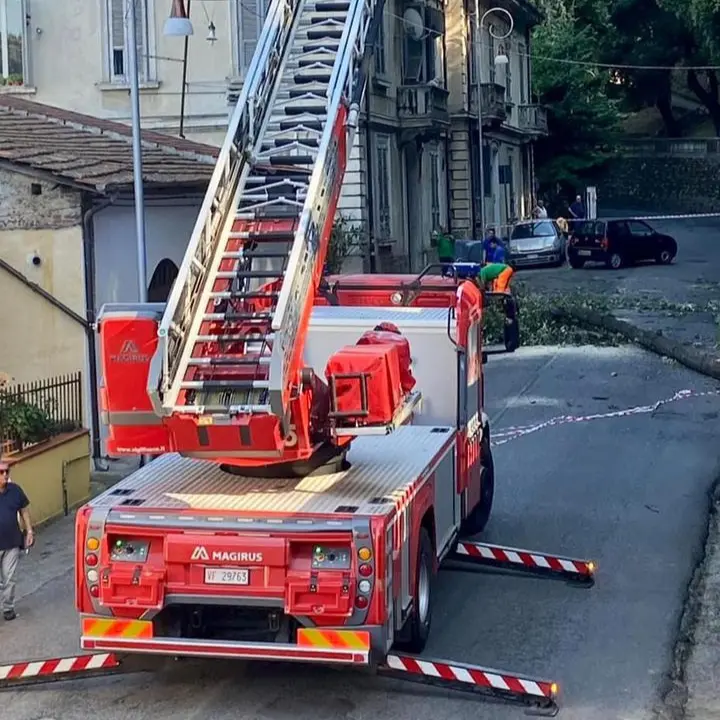 Cosenza, cade un grosso albero nel centro storico (FOTO)